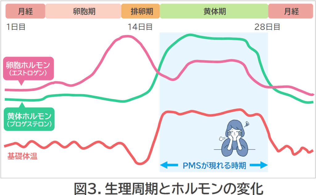 図3_生理周期とホルモンの変化