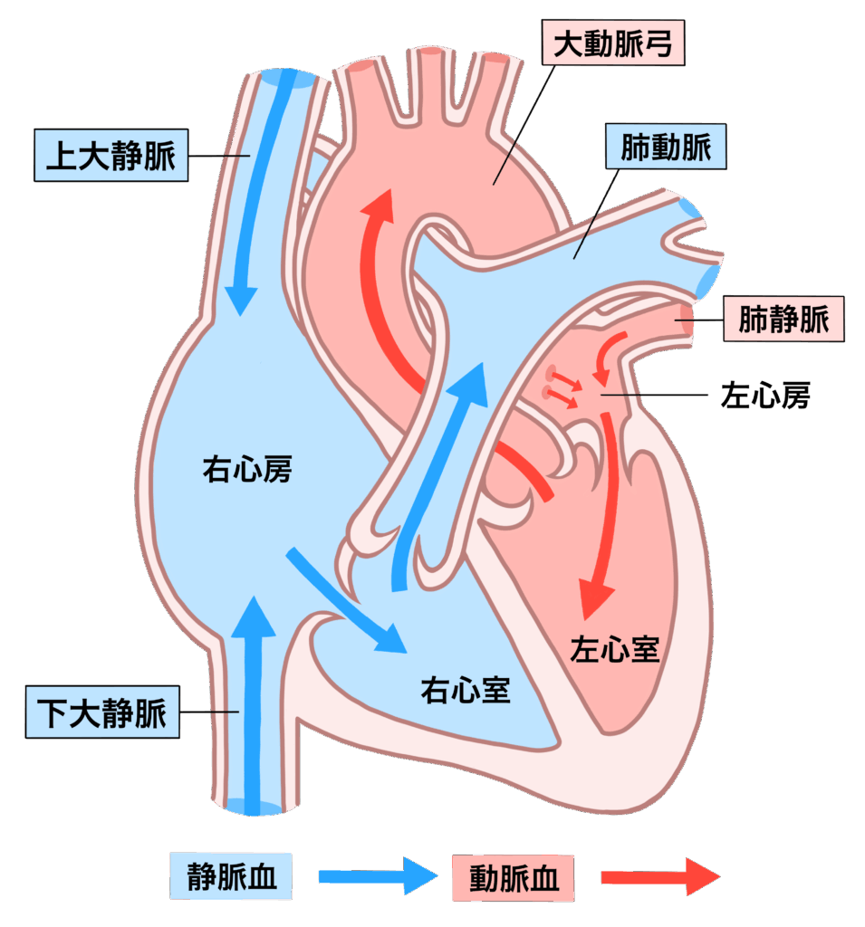 心拍数と「いのち」のリズムー心臓の図解