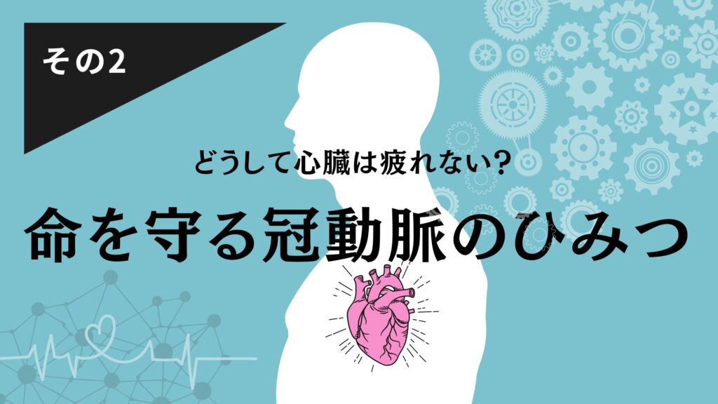 心臓の不思議その２　どうして心臓は疲れない？命を守る冠動脈のひみつ