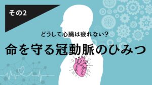 心臓の不思議その２　どうして心臓は疲れない？命を守る冠動脈のひみつ