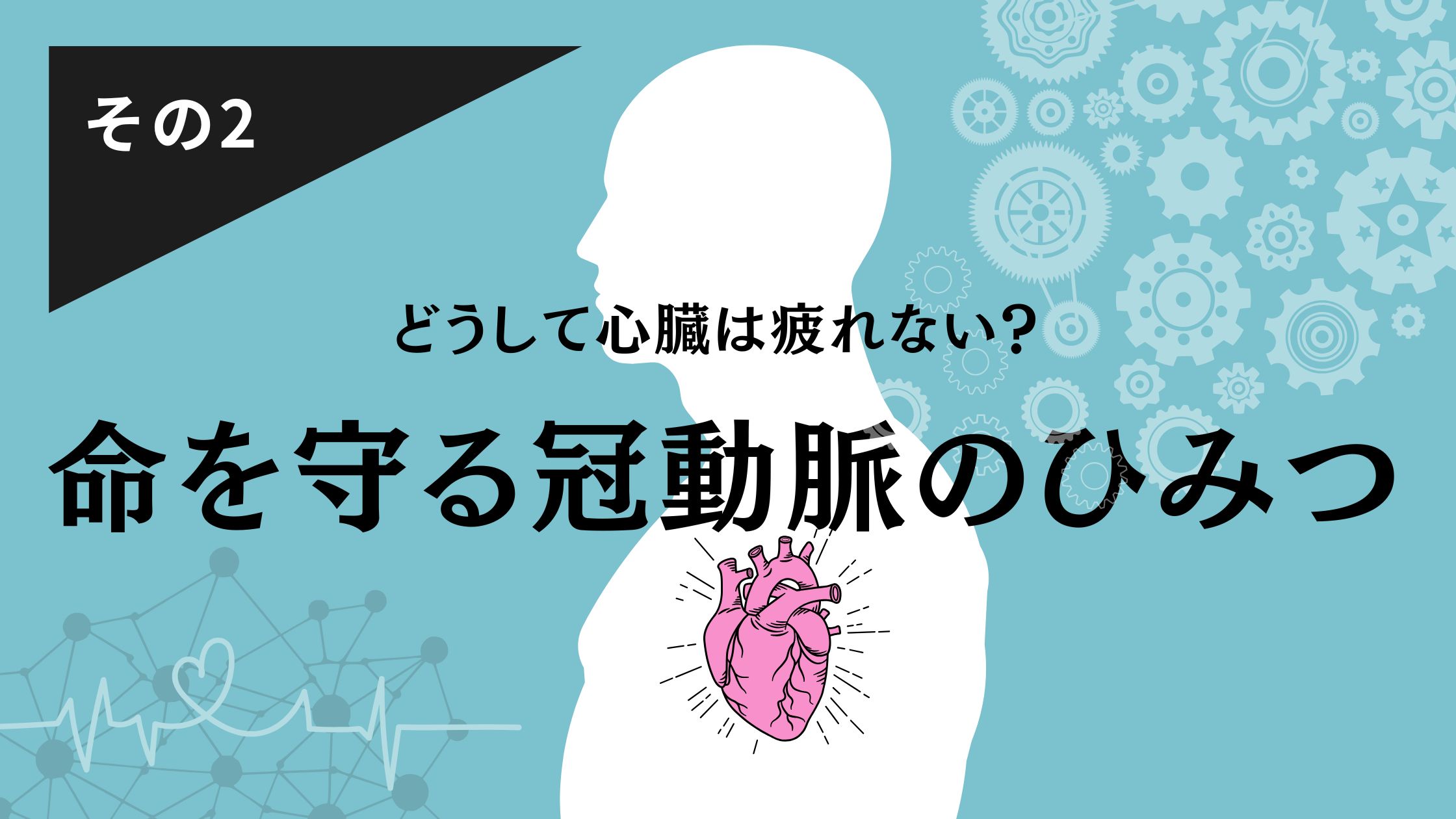 心臓の不思議その２　どうして心臓は疲れない？命を守る冠動脈のひみつ