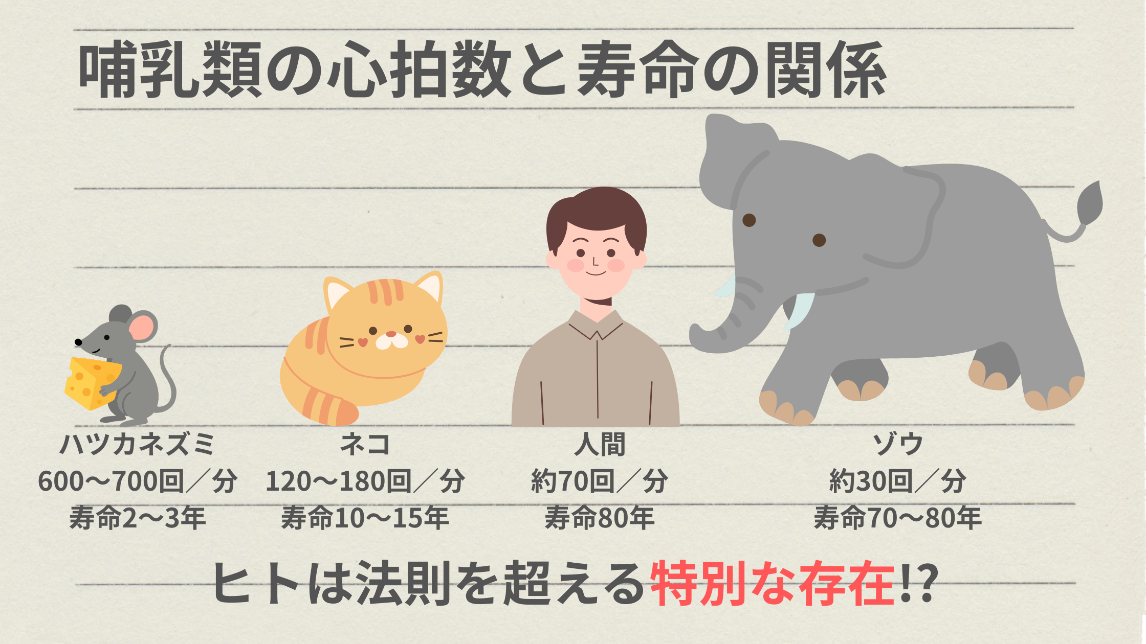 哺乳類の心拍数と寿命の関係