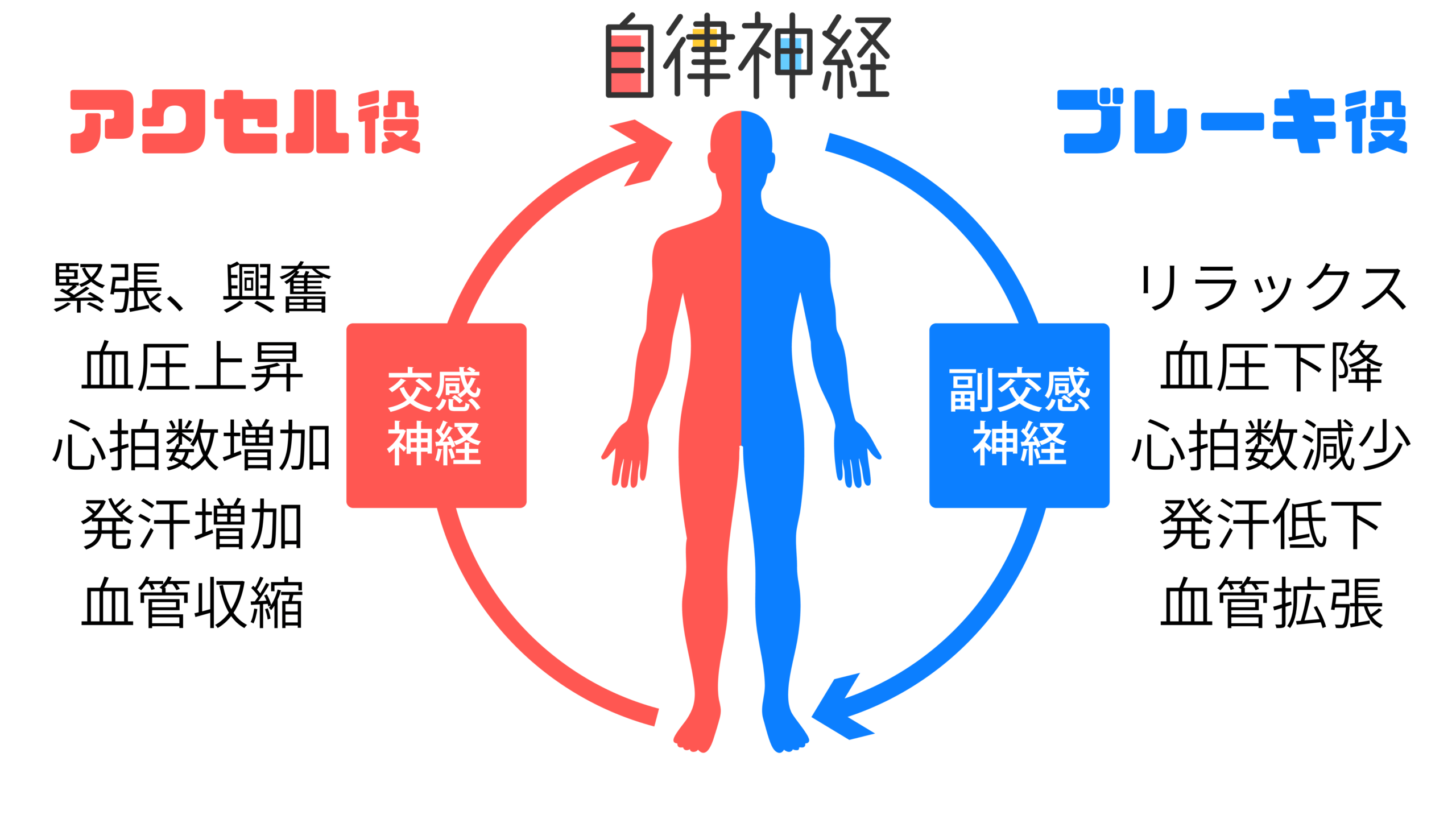 自律神経の図