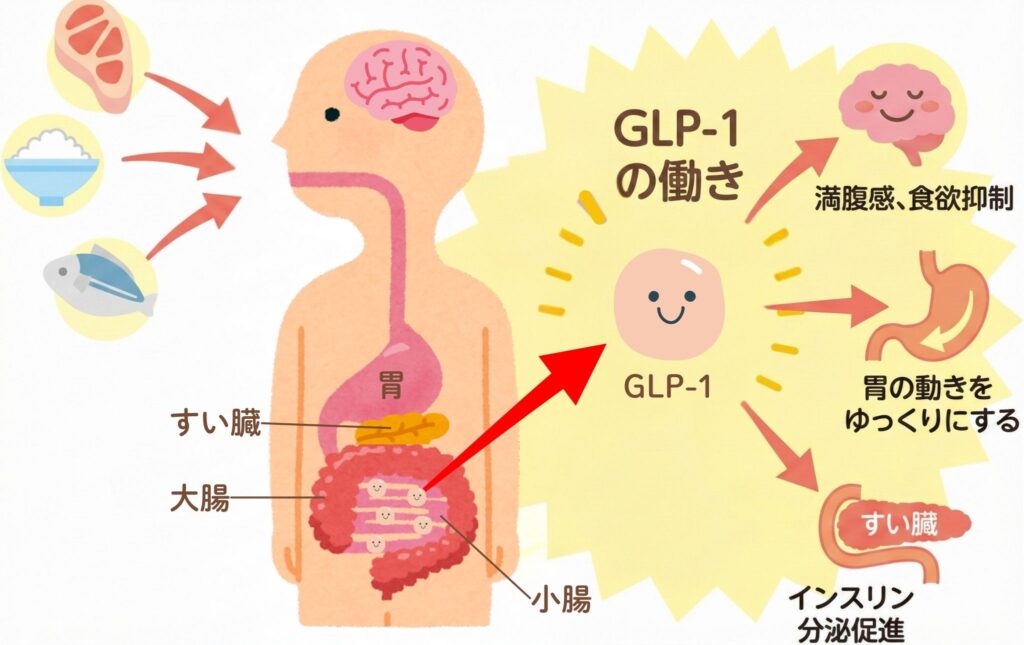 GLP-1の働きの図解